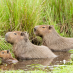 The Southeast Botanical Gardens in Okinawa