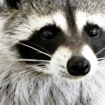 Blind Alley Racoon Cafe in Seoul