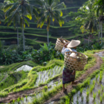 The Perfect Ubud Itinerary