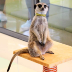 Visit This Adorable Hongdae Meerkat Cafe in Seoul