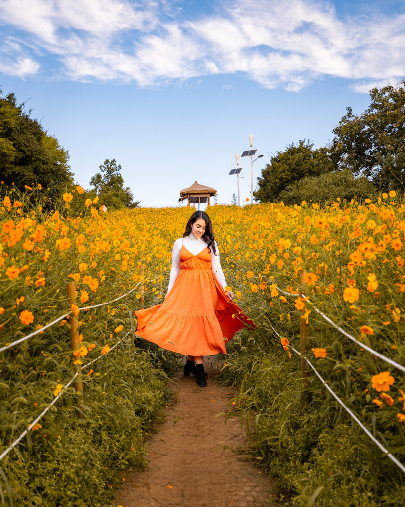 Woman in an orange dress standing among blooming orange cosmos flowers at Olympic Park