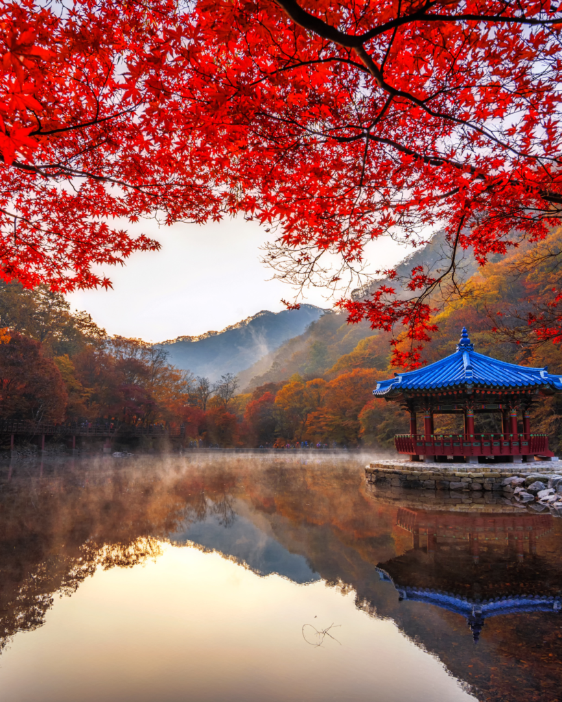 Red maple trees and autumn foliage at Naejangsan National Park