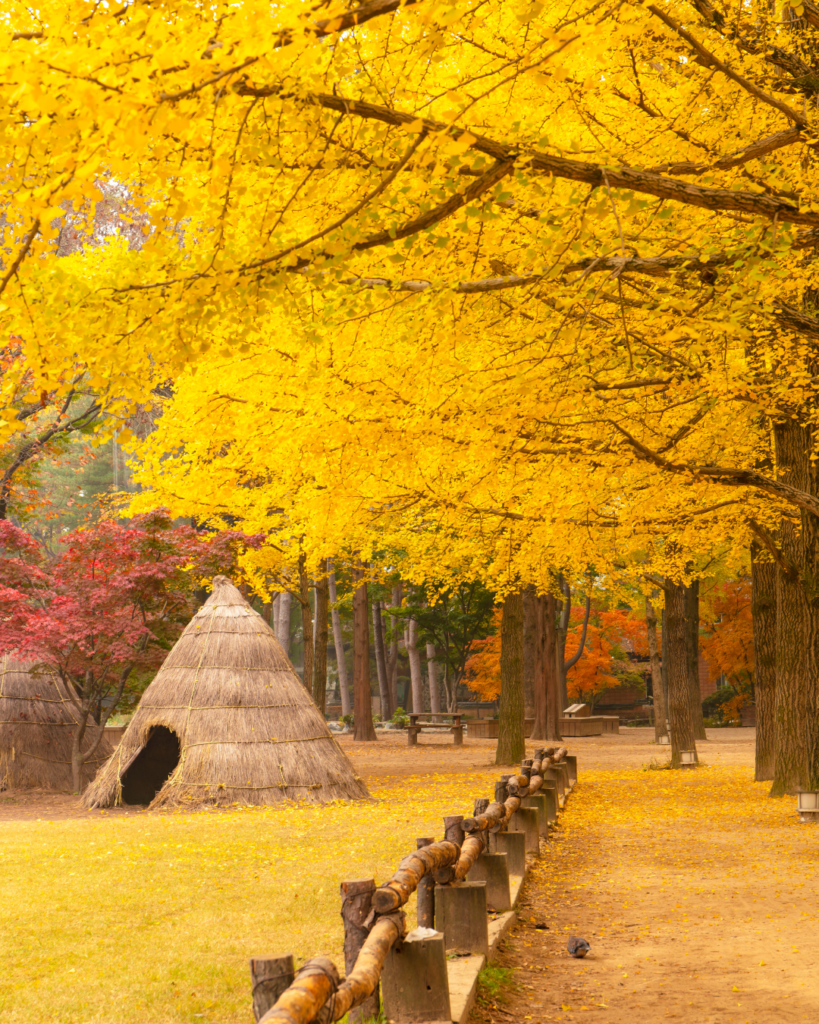 Golden autumn foliage on Nami Island in South Korea