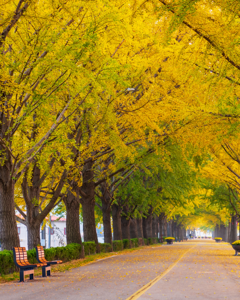 Golden ginkgo trees along Asan Ginkgo Tree Road in South Korea