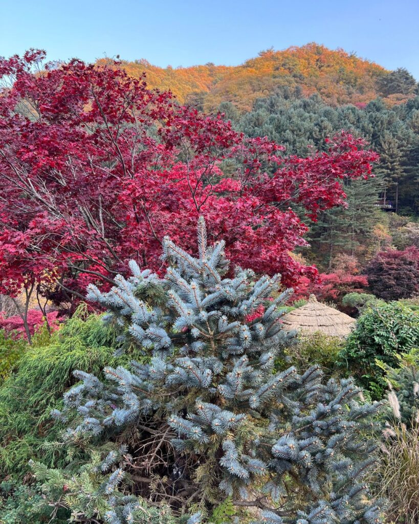 Garden of Morning Calm surrounded by red and orange autumn foliage